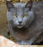 ALMA