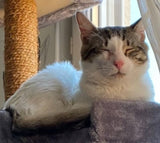 PRINCE - 2 ans - ☘️ ❤️