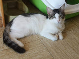 PRINCE - 2 ans - ☘️ ❤️