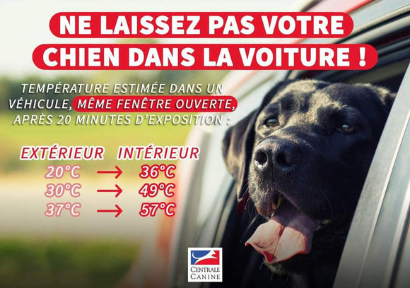 ‼️ CHIEN ENFERMÉ DANS UNE VOITURE ‼️