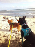 ÉBÈNE & LENNY