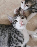 DOBBY & NELLY
