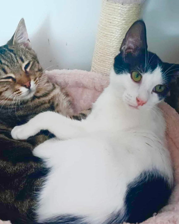 BONES & DUKE ⚘️Double adoption