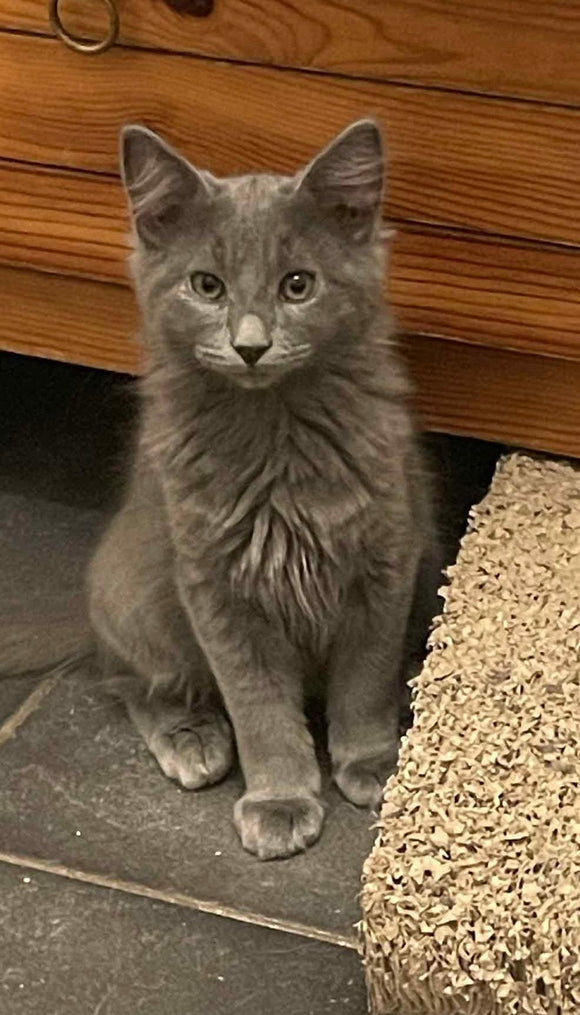 AZUR (adopté 05/12/25), ATLAS, APACHE, ATHENA(adoptée 05/12/25), ASTRA, ARAMIS - 3 mois ⚘️