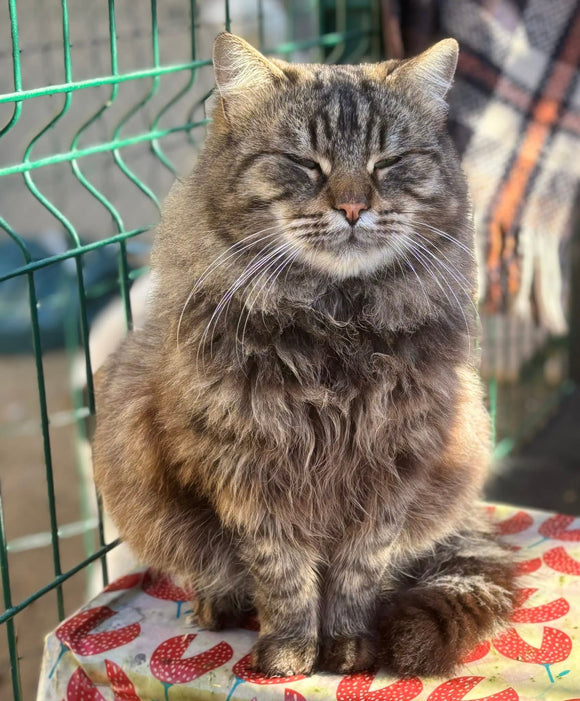 BRUCE LEE - 2 ANS 🥰