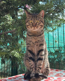 TITOUAN