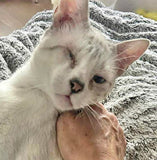 JOSÉ - ADOPTÉ LE 18/10/25