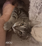 ABOU & ATLAS - 4 mois 🌼🧡