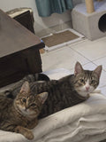 LILLY 🌼 9 MOIS &                                 POMME 🍎 6 MOIS double adoption