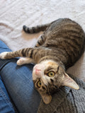 LILLY 🌼 9 MOIS &                                 POMME 🍎 6 MOIS double adoption