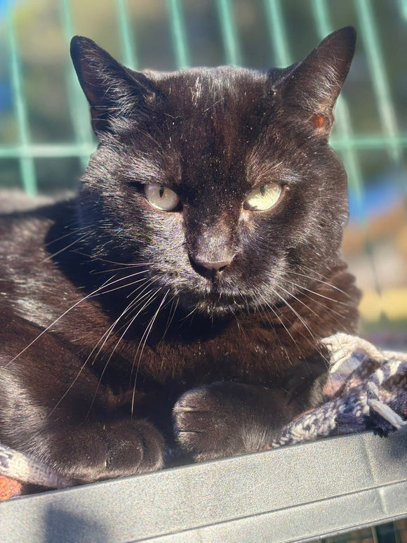 REGIS - 3 ANS ET DEMI 🌿❤️