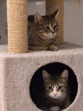 LILLY 🌼 9 MOIS &                                 POMME 🍎 6 MOIS double adoption