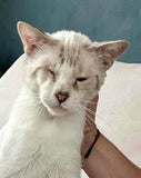 JOSÉ - ADOPTÉ LE 18/10/25