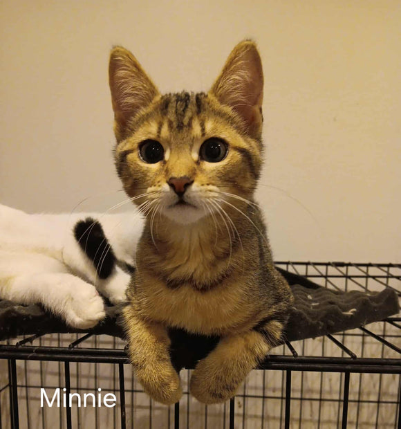 MINNIE & ZIGGY & NOA 🩷🩷 3 mois