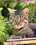 TITOUAN