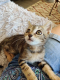 URPHÉE - 3 mois -  A l'adoption 🌺