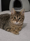 LILLY 🌼 9 MOIS &                                 POMME 🍎 6 MOIS double adoption