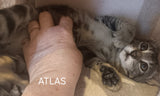 ABOU & ATLAS - 4 mois 🌼🧡