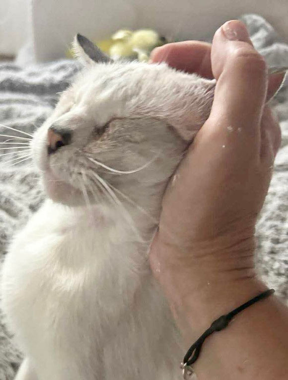 JOSÉ - ADOPTÉ LE 18/10/25
