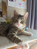 LILLY 🌼 9 MOIS &                                 POMME 🍎 6 MOIS double adoption