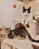 BONES & DUKE ⚘️Double adoption