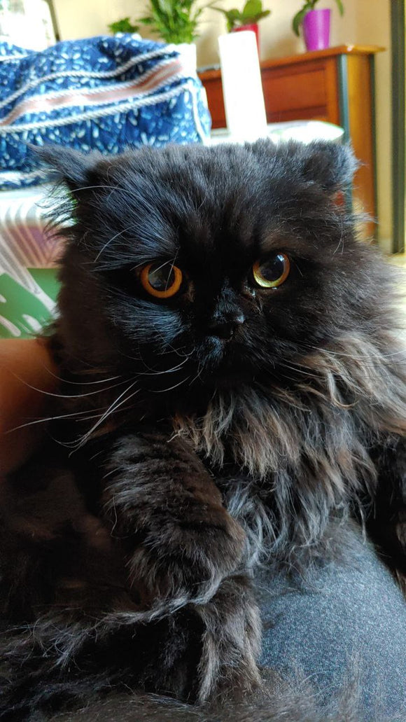 MADOFF & SHAKY  🌺🌺