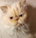 MAHO - 11 ANS 🌼🌼 ADOPTÉ
