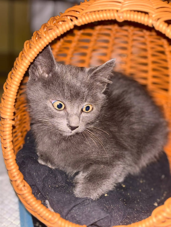 PINK & FLOYD - 3mois et 2 mois et demi - prochainement à l'adoption. 💙💙