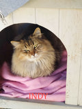 INDY et JOHN CENA - 3 ans ADOPTÉS le 21/09/23